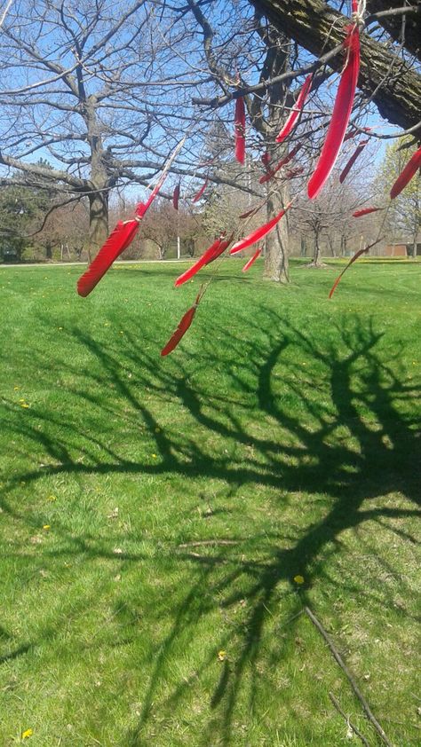 These feathers were tied to a trees to represent all the missing and murdered Indigenous women. One for every women, around 1000-4000 women. #redfeatherproject Mmiw Awareness Photoshoot, Awareness Photoshoot, Mmiw Awareness, Project Aesthetic, Aboriginal Education, Native Women, Native American Pictures, Indigenous Women, First Peoples