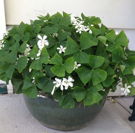 Shamrock plants are fun, but keep them away from pets and kids! More Shamrock plant info at: https://www.houseplant411.com/houseplant/how-to-grow-care-for-a-shamrock-plant-oxalis Oxalis Acetosella, Shamrock Plant, Purple Shamrock, Oxalis Triangularis, Poisonous Plants, Low Light Plants, Houseplants Indoor, Plant Drawing, Hardy Perennials