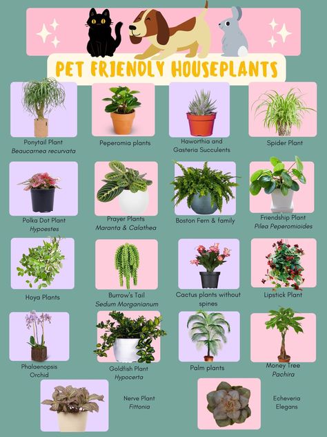 Ponytail Plant, Pet Friendly House Plants, Dog Safe Plants, Cat Friendly Plants, Goldfish Plant, Cat Safe Plants, Peperomia Plant, Plant Goals, Calathea Plant