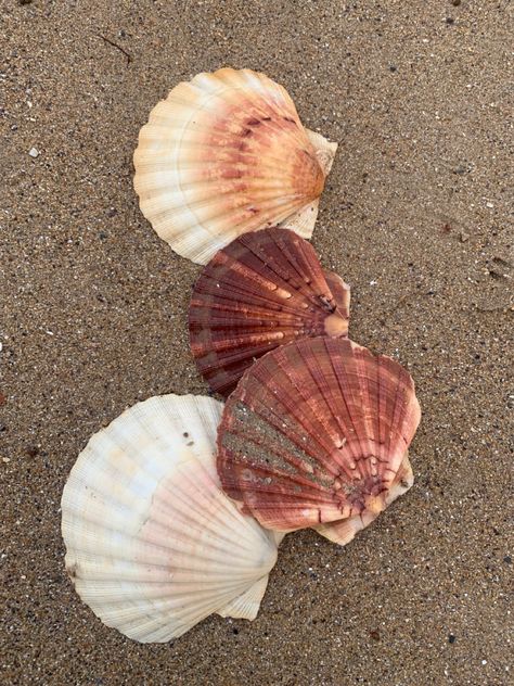 #shells #aesthetic #beach Sea Shells Photography, Shells Aesthetics, Gouache Reference, Shells On Beach, Aesthetic Shells, Shells Aesthetic, Shells Beach, Song Of The Sea, Boat Life