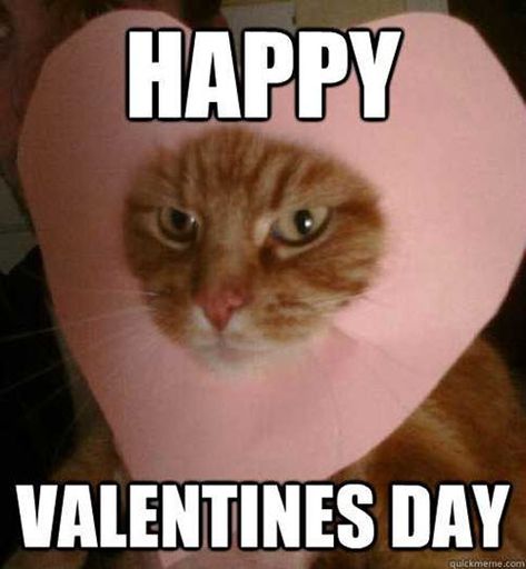 Valentine Memes, Funny Valentine Memes, Happy Valentines Day Funny, Hate Valentines Day, Valentines Memes, Happy Memes, Valentines Day Memes, Valentines Day Cat, Valentines For Singles