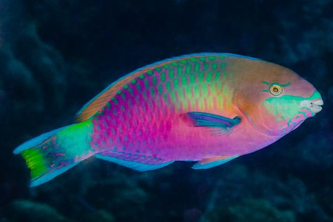 Rainbow Parrot, Kristina Webb, Parrot Fish, Pretty Fish, Deep Sea Creatures, Beautiful Sea Creatures, Marine Fish, Bohol, Beautiful Fish