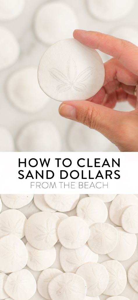 Learn how to clean sand dollars from the beach using household items! You'll have clean, sparkling sand dollars to use in crafts and projects. Click to learn the secrets to cleaning and preserving them, along with how to responsibly choose which sand dollars to take home. Sand Crafts For Adults, Sea Biscuit Crafts, Sand Dollar Display Ideas, Cleaning Sea Shells, How To Make Sand, Painted Sand Dollars, Sand Dollar Craft, Sand Dollar Art, Sand Dollar Ornament