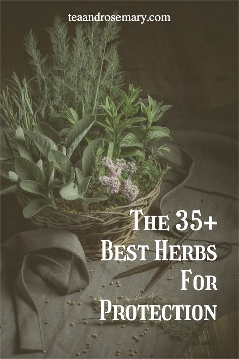 The best herbs for witchcraft and herbs for protection. If you're learning about witchcraft for beginners, then look into these protection herbs, as herbs is a great place to start in witchcraft! Herbs For Intentions, Plants For Protection From Evil, Herbs For Success Witchcraft, Cleansing Herbs Witchcraft, Witchcraft Herbs And Uses, Protection Plants Witchcraft, Health Protection Spell, Protection Herbs Witchcraft, Protection Herbs Magick