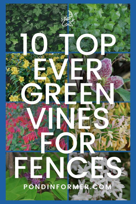 Transform your fence into a green masterpiece with these 10 top evergreen vines! From the elegant English Ivy to the charming Clematis, discover the perfect climbers to add beauty and privacy to your outdoor space. Watch as these resilient vines adorn your fence year-round with lush greenery!   #EvergreenVines #ClimbingPlants #FenceDecor #GardenInspiration #Evergreen #Vines #PlantList #PlantGuide #FencePlant #Fences #PondInformer Evergreen Vines Zone 5, Vines To Grow On Fence, Evergreen Clematis Climbing Vines, Ivy In Pots, Best Vines For Privacy Fence, Crawling Plants Outdoor Fence, Ivy On Fence Ideas, Climbing Plants For Privacy, Climbing Vines Fence