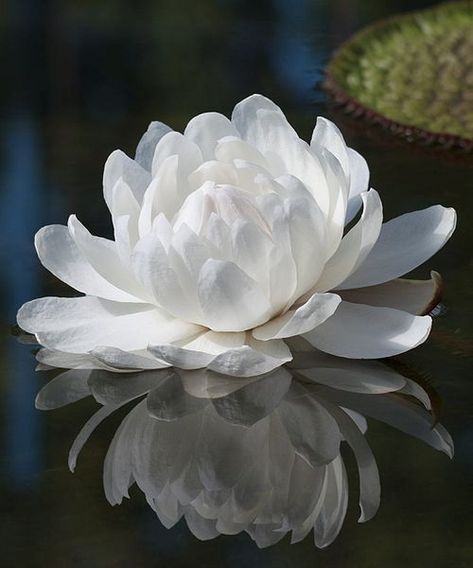 Victoria Amazonica Flower, Victoria Amazonica, Lily Plant, Socotra, Lily Lotus, Amazon River, Water Lilly, River Basin, White Lotus