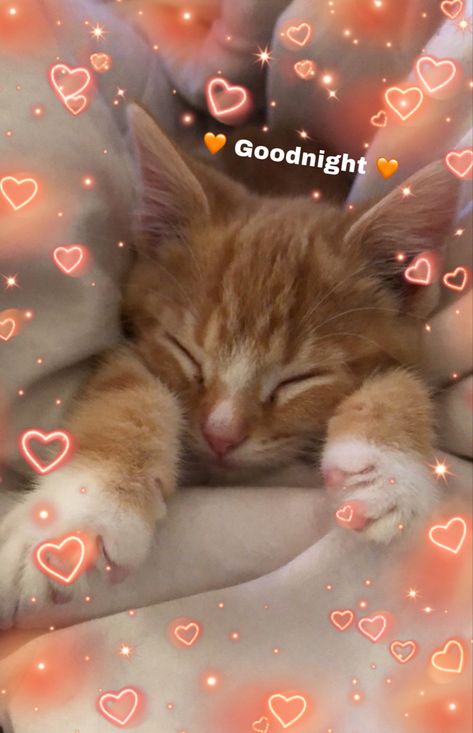 Cute aesthetic orange cat goodnight photo . Night 3 <3 Cute Cat Good Night, Cute Animal Goodnight Meme, Good Night Meme Cute Cat, Cute Goodnight Reaction Pic, Goodnight Group Chat, Wholesome Pictures Goodnight, Good Night Cats Funny, Gn Cat Pic, Good Morning Cute Animals Images