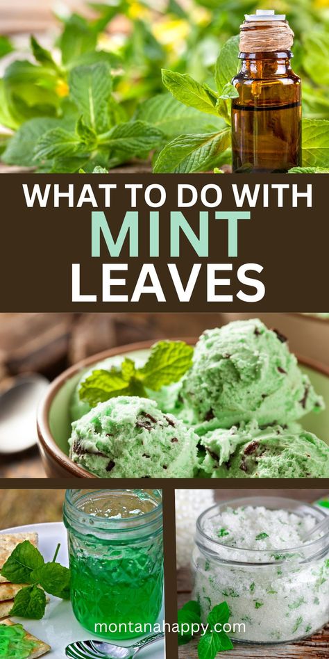 What to do with Mint Leaves? LOTS of IDEAS!!! | Montana Happy Preserving Fresh Mint Leaves, Dried Mint Leaves Uses, What To Do With Dried Mint Leaves, What Can I Make With Mint Leaves, Things To Do With Peppermint Leaves, Lemon Mint Plant, Candied Mint Leaves, Recipes That Use Mint Leaves, How To Use Fresh Mint Leaves