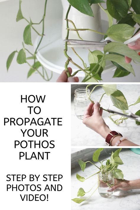 Pathos Plant, Photos Plant, Pothos Plant Care, Terrariums Diy, Pothos Plants, Plant Care Houseplant, Ivy Plants, Indoor Plant Care, Inside Plants