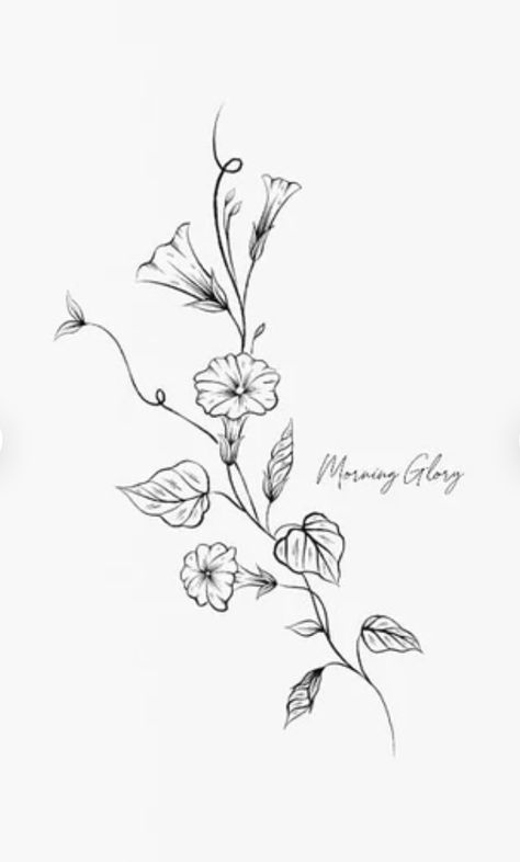 Simple Jack Russell Tattoo, Esperanza Flower Tattoo, Morning Flower Tattoo, Morning Glory Stencil, Morning Glory Rib Tattoo, Aster And Morning Glory Tattoo Simple, Morning Glory Outline Tattoo, Tattoo Ideas Morning Glory, Sweet Pea And Morning Glory Tattoo