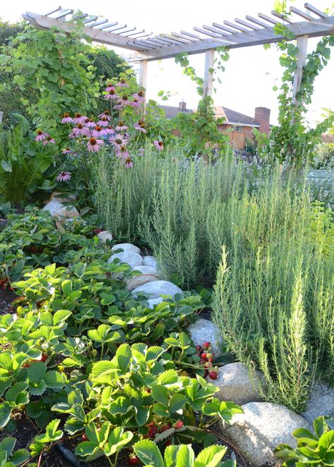 Strawbale Gardening, Food Forest Garden, Edible Landscape, Garden Stairs, Urban Farm, Potager Garden, Edible Landscaping, Veg Garden, Have Inspiration