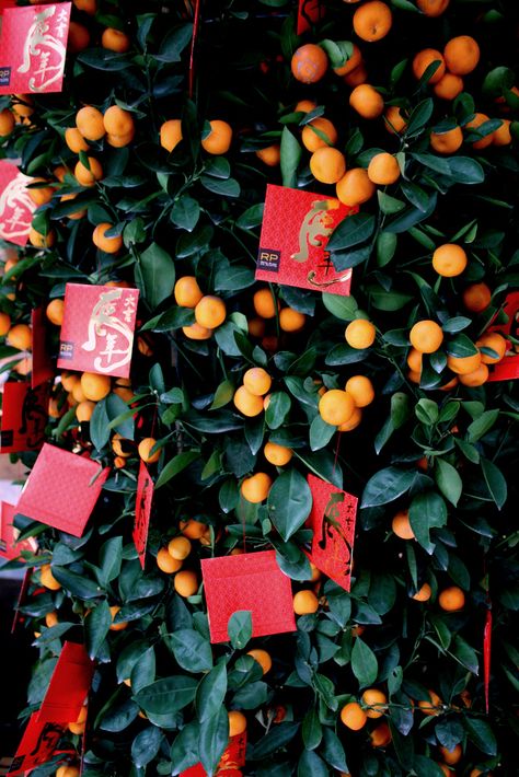 Chinese New Year Kumquat tree with red packets for luck. The Chinese often display this evergreen tree in their home during the Chinese New Year celebration and showcase the fruit with stems and leaves attached. Kumquats symbolize prosperity and are often presented as gifts. It is customary for married couples to give lai see, a red envelope containing lucky money, to children. The amount is theoretically insignificant, because it is a gesture believed to bring luck and prosperity through ... Chinese New Year Christmas Tree, Lunar New Year Aesthetic, Chinese New Year Aesthetic, Chinese New Year Product Photography, Chinese New Year Installation, Chinese Red Envelope Aesthetic, Chinese Christmas, Modern Chinese Wedding, Chinese New Year Red Packet