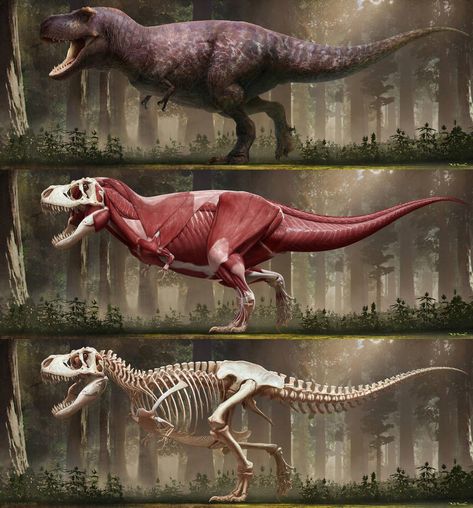 Tyrannosaurus rex-2018 by arvalis Educational Decor, Dinosaur Drawing, Animal Anatomy, Ancient Animals, Paleo Art, Extinct Animals, Jurassic Park World, Dinosaur Art, Prehistoric Creatures