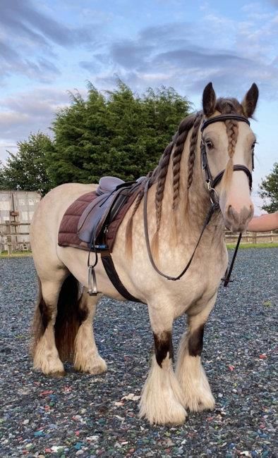 Romani Cob Horse, Types Of Horses Breeds, Brown Clydesdale, Breton Horse, Horse Reference Photos, Horse Hairstyles, Brindle Horse, Cob Horse, English Horses