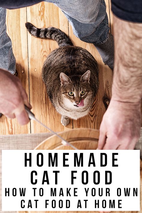 Make Your Own Cat Food, Diy Cat Food, Healthy Cat Food, Cat Treats Homemade, Homemade Cat Food, Cat Food Brands, Sick Cat, Best Cat Food, Cat Nutrition