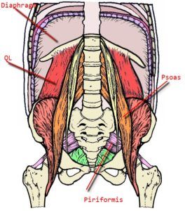 Spinal Degeneration, Psoas Release, Text Neck, Tight Hip Flexors, Spine Health, Psoas Muscle, Vagus Nerve, Neck And Back Pain, Glow Skin