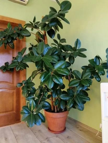 How to Grow a Big and Tall Rubber Tree in the Home | Balcony Garden Web Bushy Plants Indoor, Large Rubber Tree, Tall Rubber Plant, Rubber Plant Tree, Large Rubber Plant, How To Care For Rubber Plant Indoor, Indoor Rubber Tree, Propagate Rubber Tree, Rubber Plant Outdoor