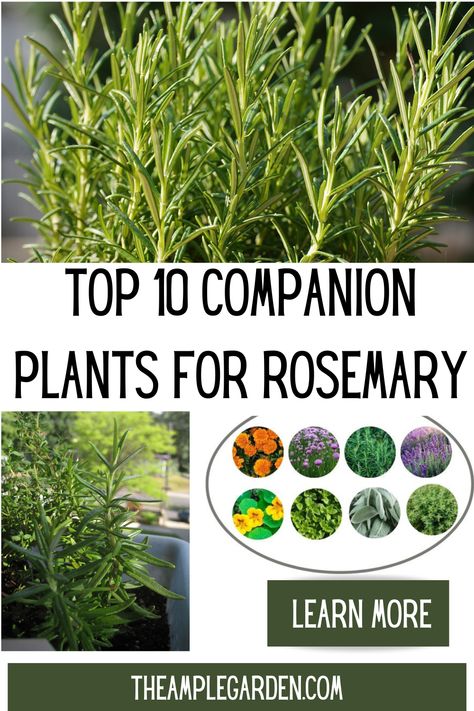 Discover the perfect companions for your rosemary with our top 10 list of companion plants! From aromatic herbs like lavender and thyme to colorful blooms like marigolds and nasturtiums, these carefully curated pairings not only enhance the beauty of your garden but also promote natural pest control, improve soil health, and elevate your culinary creations. #CompanionPlants #Rosemary #GardenInspiration Rosemary Container Ideas, Tuscan Blue Rosemary Landscape, Rosemary Plants In Pots, Lavender Rosemary Garden, Rosemary Companion Planting, What Herbs To Plant Together, What To Plant With Rosemary, Rosemary And Lavender Garden, Rosemary In Garden