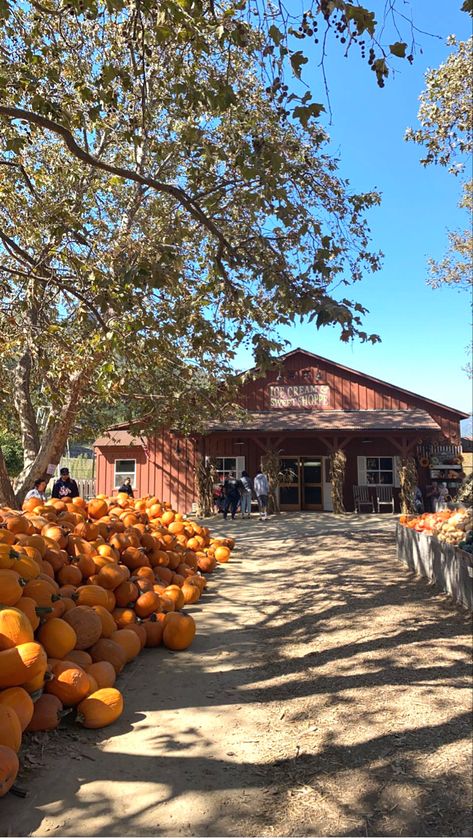 Fall, pumpkin patch, cozy fall vibes, fall vibes, pumpkins, fall wallpaper, barns, Pumpkin Farm Aesthetic, Pumpkin Farm, Fall Wallpaper, Cozy Fall, Fall Vibes, Pumpkin Patch