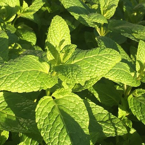 5 of the best-smelling houseplants to make your home smell amazing Mint Herb, Mint Sauce, Mint Plants, Buy Seeds, Terrarium Plants, Plant Painting, Replant, Herb Seeds, Garden Care