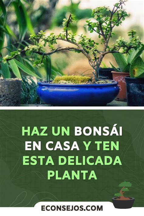 7 Ideas De Plantas Buenas Y Malas | Plantas, Jardineria Y Cactus, Patios, Bonsai, Plants, Nature, Plantas Bonsai, Plant Hacks, Eco Green, Garden Inspiration