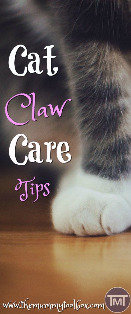 Herding Cats, Sick Cat, Cat Health Care, Cat Hacks, Healthy Cat, Cat Care Tips, Kitten Care, Cat Parenting, Dog Care Tips