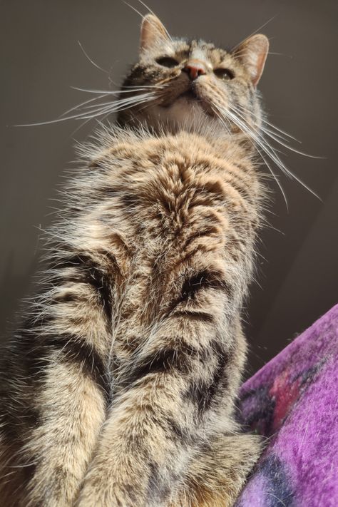 Cat Stepping Down, Cat Looking Down Reference, Cat Napping, Cat Looking Down, Cat Top View, Cat Looking Up, Looking Down, Cat Worms, Cats Art Drawing