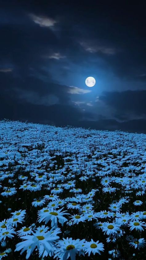 Night Landscape Photography, Moonlight Photography, Nature Photography Flowers, Blue Moon Photography, Sky Photography Nature, In My Dreams, Dark Nature Aesthetic, Night Scenery, Night Landscape