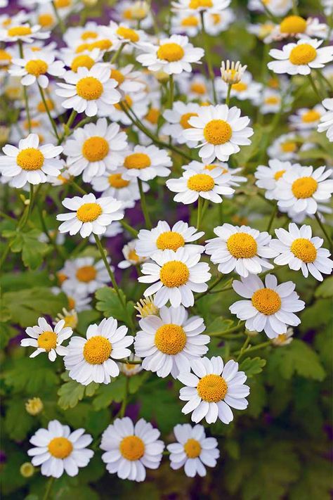 Tanacetum Parthenium, Yellow Plants, Garden Shrubs, Pinturas Disney, Herb Seeds, White Gardens, Decoration Inspiration, April 25, Landscaping Plants