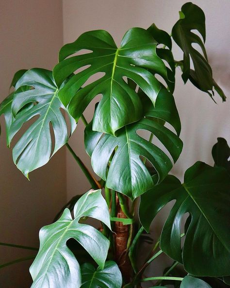 Monstera Houseplant, Plant Art Reference Photos, Plants Monstera, Monstra Plants, Monserat Plant, Monstera Plant Leaf, Plants Pictures, Plant Reference, Indoor Monstera Plant