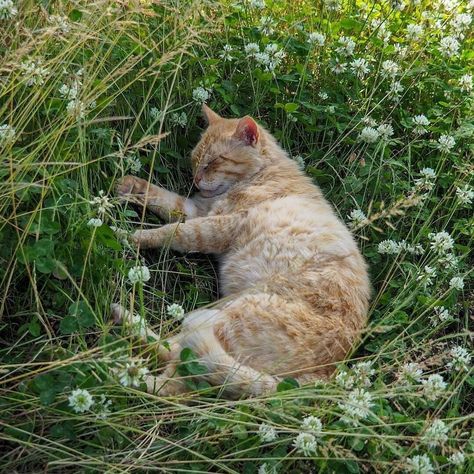 Orange Cat, The Grass, A Cat, Orange, White