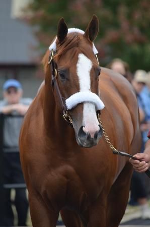 California Chrome, Thoroughbred Racehorse, Beautiful Horse Pictures, Thoroughbred Horse Racing, Dubai World, Sport Of Kings, World Cup Winners, Horse Names, Thoroughbred Horse