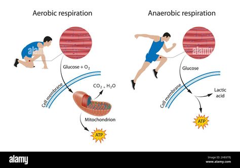 Aerobic And Anaerobic Respiration, Aerobic Respiration, Anaerobic Respiration, Cellular Respiration, Cell Membrane, High Resolution, Resolution, Science, Stock Photos