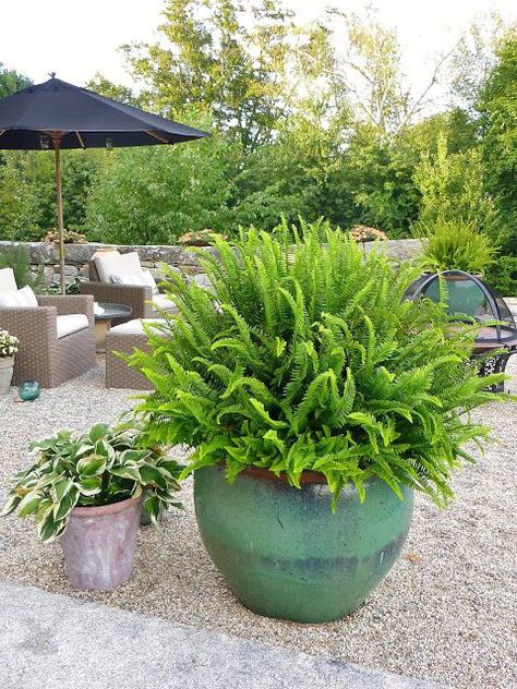 Kimberly Queen Ferns | full sun Garden Basics, Potted Plants Patio, Large Porch, Side Patio, Yard Plants, Pool Stuff, Porch Plants, Potted Plants Outdoor, Sun Loving Plants