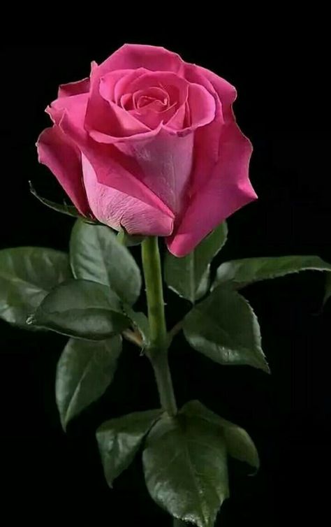 A Single Pink Rose ❤🌺🌹🌹 Rose Pictures, Hybrid Tea Roses, Head Tattoos, Most Beautiful Flowers, Pretty Roses, Beautiful Flowers Wallpapers, Beautiful Rose Flowers, Tea Roses, Exotic Flowers