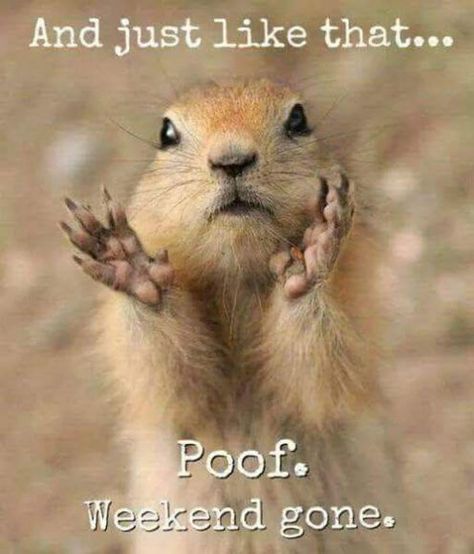 Funny Monday Memes, Monday Humor Quotes, Monday Memes, Monday Humor, Funny Good Morning Quotes, Morning Quotes Funny, Slaap Lekker, Weekend Humor, Cute Good Morning Quotes