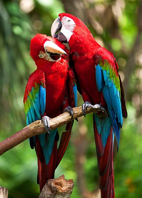 Do scarlet macaws mate for life?  #birds #birding #beautifulnature  #scarletmacaws #mateforlife #facts Pet Birds Parrots, Scarlet Macaw, Parrots Art, What Is A Bird, Most Beautiful Birds, Airbrush Art, Nature Birds, Exotic Birds, Bird Pictures