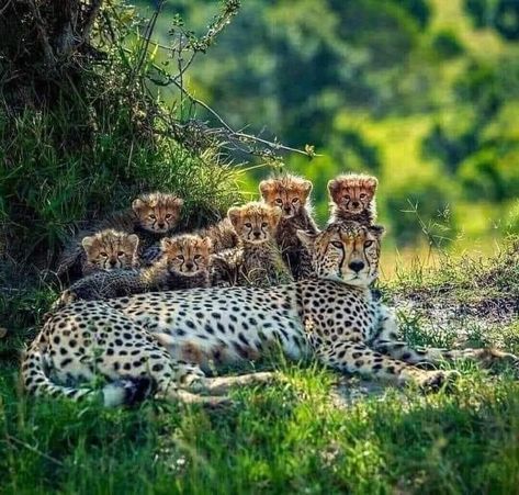 Cheetah With Cubs, National Geographic Wild, Cheetah Cub, Small Wild Cats, Cheetah Cubs, Cheetahs, Wildlife Animals, Super Mom, Wild Life