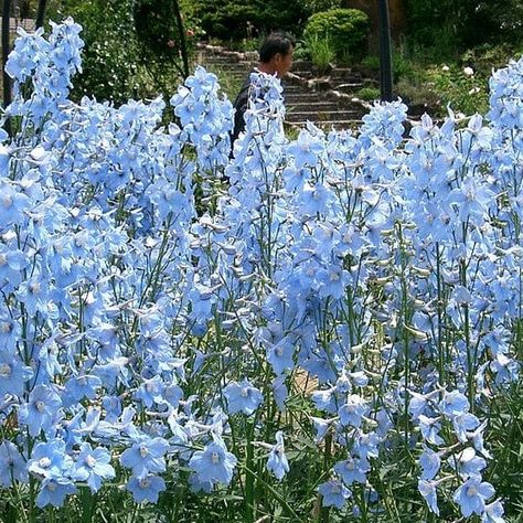 Sunny Cottage, Cottage Garden Borders, Delphinium Flowers, Blue Bell Flowers, Blue Delphinium, Best Perennials, Blue Plants, Light Blue Aesthetic, White And Blue Flowers