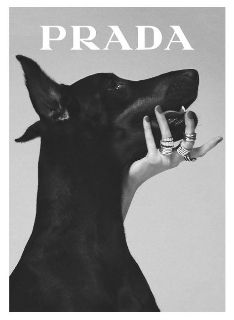 Prada Poster, Fashion Wall Art Printables, Plakat Design Inspiration, Printable Wall Collage, Prada Marfa, Prada Fashion, Dog Poster, Picture Collage Wall, Bedroom Posters