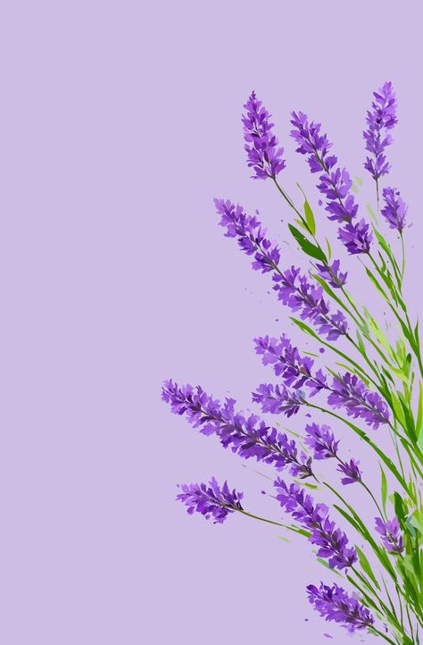 Lavender Plant Drawing, Flor Iphone Wallpaper, Lavender Sprigs, Lilac Plant, Painted Lavender, Lavender Paint, Lavender Wall, Nature Purple, Flowers Lavender