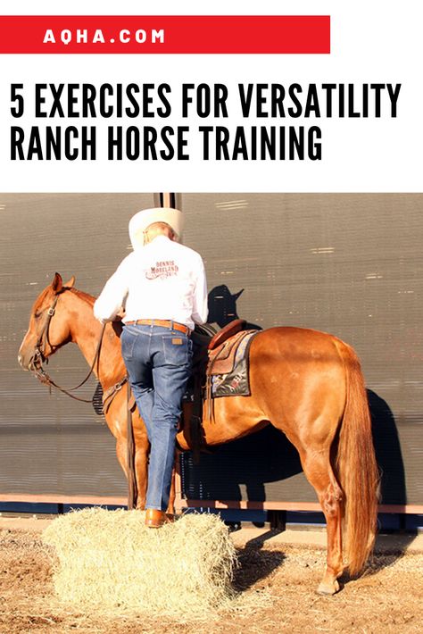 Don't let the cold weather stop you from trying these exercises to prepare for your next Versatility Ranch Horse competition. Ranch Riding Exercises, Ranch Riding Outfit, Ranch Versatility, Horse Drills, Riding Ideas, Riding Exercises, Training Horses, Ranch Horses, Horse Training Exercises