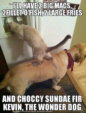 Canine ladder... Teamwork Funny, Meme Names, Friendship Group, Teamwork Skills, Teamwork Quotes, Cat Stands, Interesting Animals, Bad Cats, Work Memes