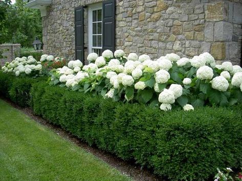 Boxwood Landscaping, Hydrangea Landscaping, Boxwood Garden, Farmhouse Landscaping, Front Landscaping, Home Landscaping, Front Yard Garden, Beautiful Backyards, White Gardens