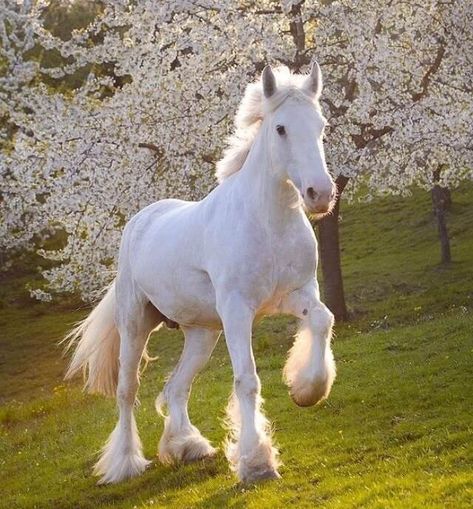 Draft Horse, Horse Wallpaper, Horse Aesthetic, Most Beautiful Horses, Majestic Horse, All The Pretty Horses, Horse Crazy, Clydesdale, Draft Horses