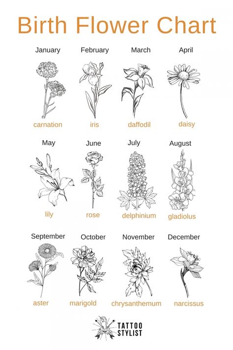 Birth Flower Chart infographic December Flower Tattoo, Narcissus Tattoo, December Flower, Flower Bouquet Tattoo, December Birth Flower, September Birth Flower, October Birth Flowers, February Birth Flowers, May Birth Flowers