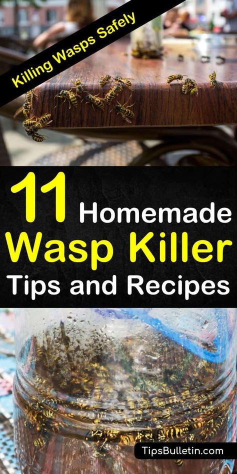 Killing Wasps, Homemade Wasp Trap, Bee Killer, Red Wasps, Wasp Killer, Wasp Spray, Wasp Repellent, Get Rid Of Wasps, Wasp Traps