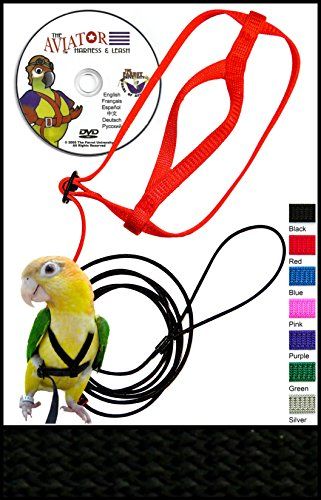 Bird Harness, Parrot Flying, Pet Parrot, Training Design, The Aviator, Parrot Toys, Kinds Of Birds, Bird Supplies, African Grey