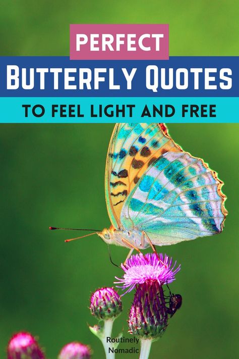 Butterfly on flower with words Perfect Butterfly Quotes to feel light and free Butterfly Quotes Short Life, Flower With Words, Quotes About Butterflies, Beautiful Butterflies Quotes, Butterfly Poems, Facebook Cover Photos Quotes, Beautiful Poems, Butterfly On Flower, Photos Quotes