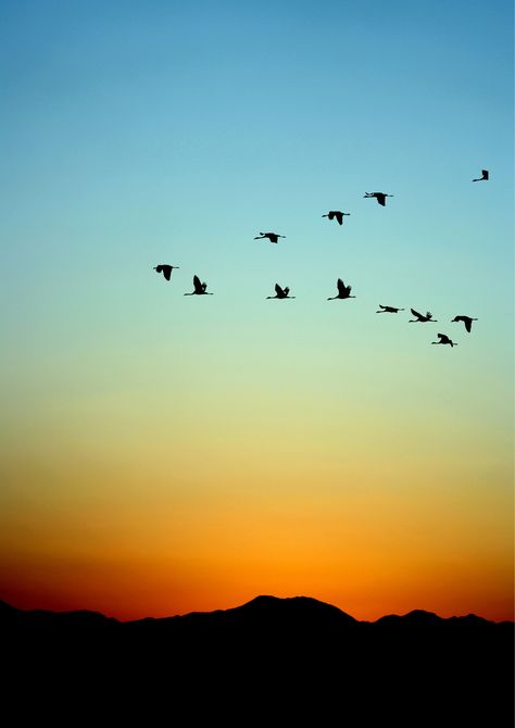 Birds Flying In The Sky Pictures, Birds Taking Flight, Birds Flying In The Sky, Flock Of Birds Flying, Psalm 65, Bird Flight, Sky Tattoos, Flying In The Sky, Sunset Skies